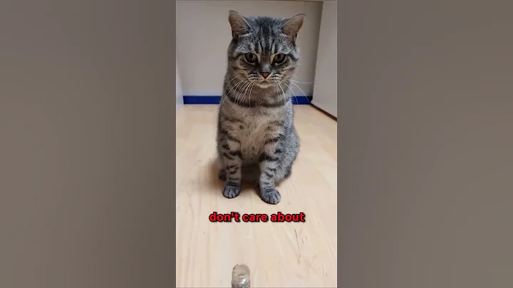 Get this ✨ Stick-on Catnip Station ✨ to stimulate your cat's behavior in a station! 🤗