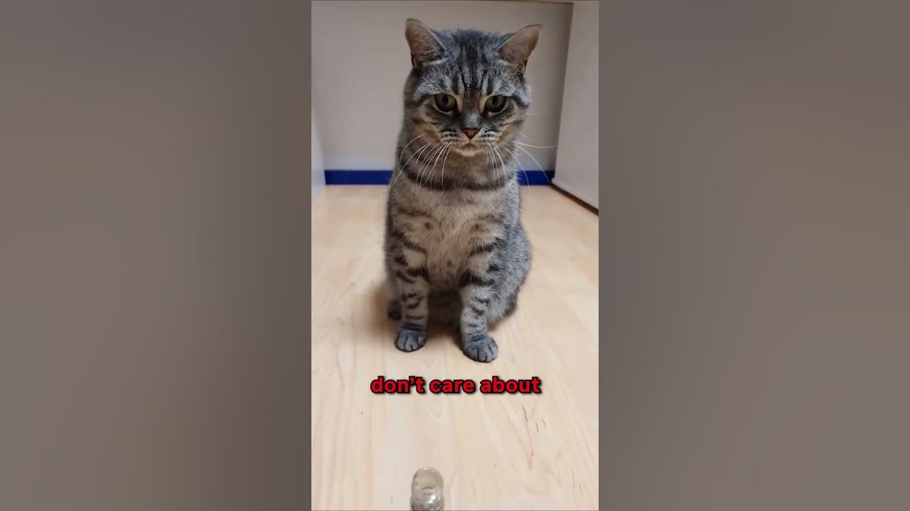 Get this Stickon Catnip Station to stimulate your cat's behavior in a