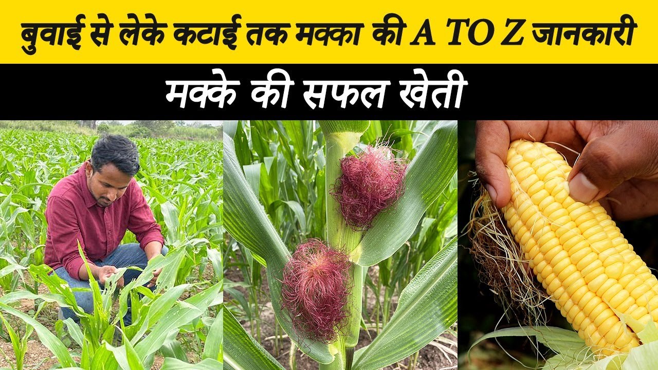 मक्का की खेती मे बंपर उत्पादन के लिये ये Successful फॉर्मुला  | A to Z Corn Farming | 