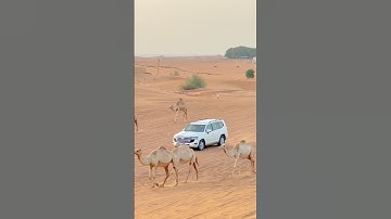 Dune Bashing Desert safari Dubai UAE🇦🇪 for booking :+971563712440 #dubai #desert #safari #offroad