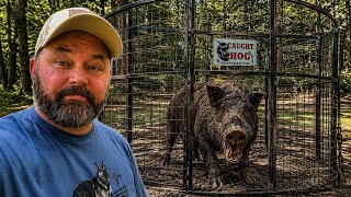 Hogzilla Panicked & Escaped!