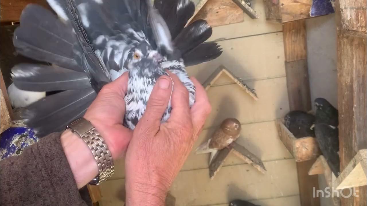 Голуби николаевские 2023 год. Голуби николаевские 2023 год. Очаковские голуби в полете видео. Летные голуби. Николаевский голубь или курский голубь описание.