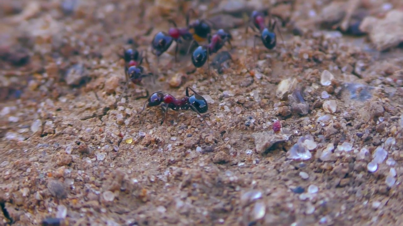 MACRO PANASONIC 970 108060P 8MBS