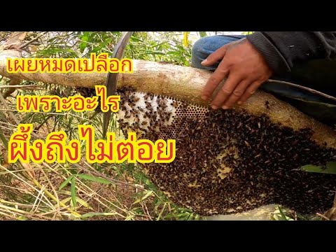 วีดีโอ: ทำไมผึ้งถึงสร้างรังผึ้ง