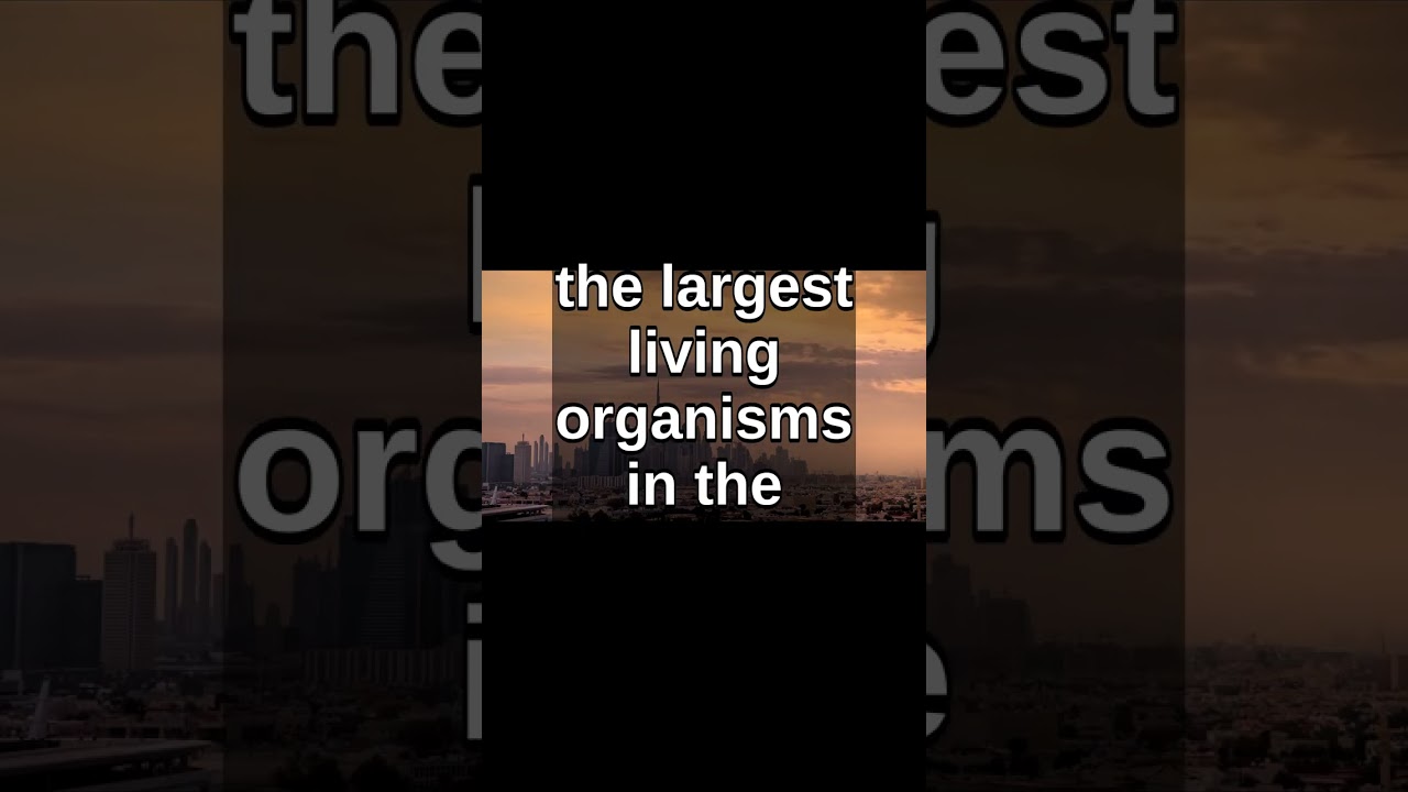 Nature's SECRET Network Revealed