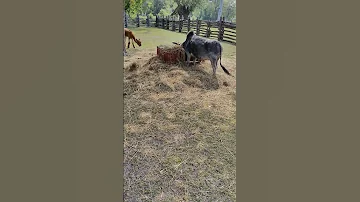 Zebu Cow Is Close By Eating At Lunchtime Toronto Canada Jun 12 2025 