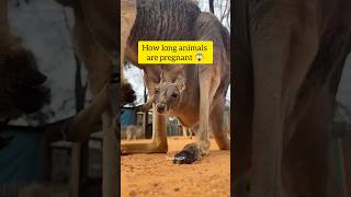 Animal Pregnancy Time Comparison 🐘 | Elephant Holds the Record! #facts #animals