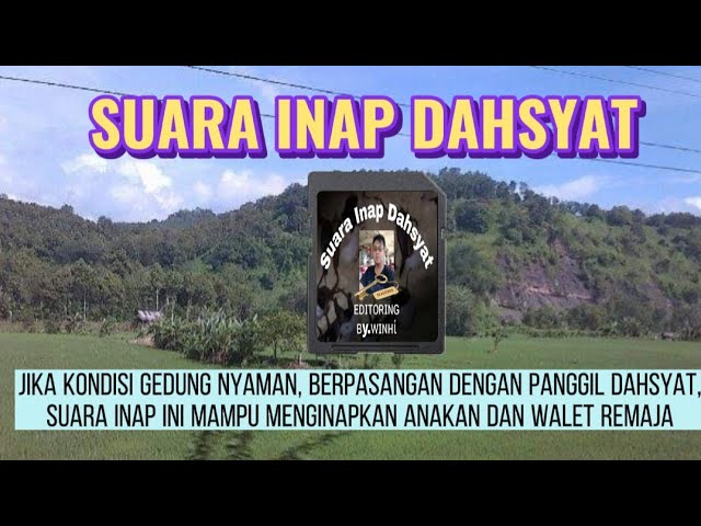 SUARA INAP DAHSYAT ORIGINAL || WALET BETAH || ANAKAN DAN SARANG BERTAMBAH || SUARA WALET RBW SUKSES class=