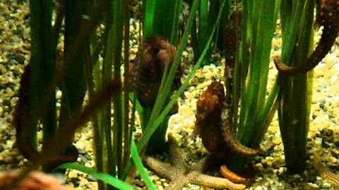 Seahorses