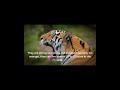 Bengal Tiger by "Mountain Boys" from Türkiye and Lithuania