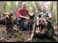 Hog hunting with dogs 2018 07 13