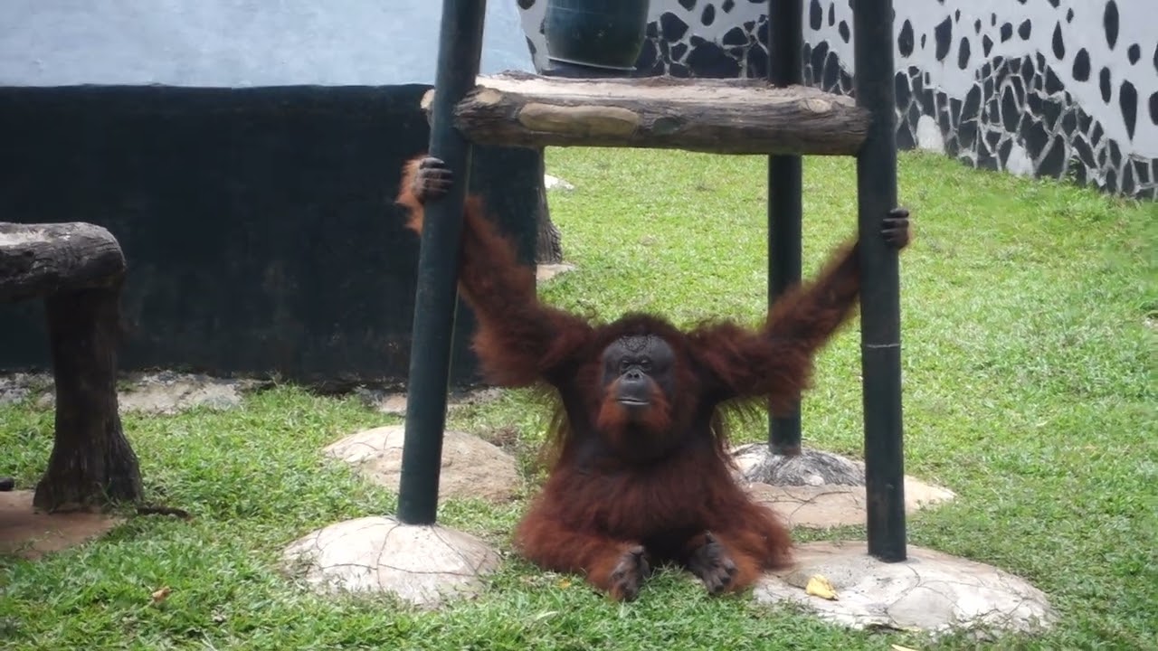 Video: Orangutan at Jakarta Zoo
