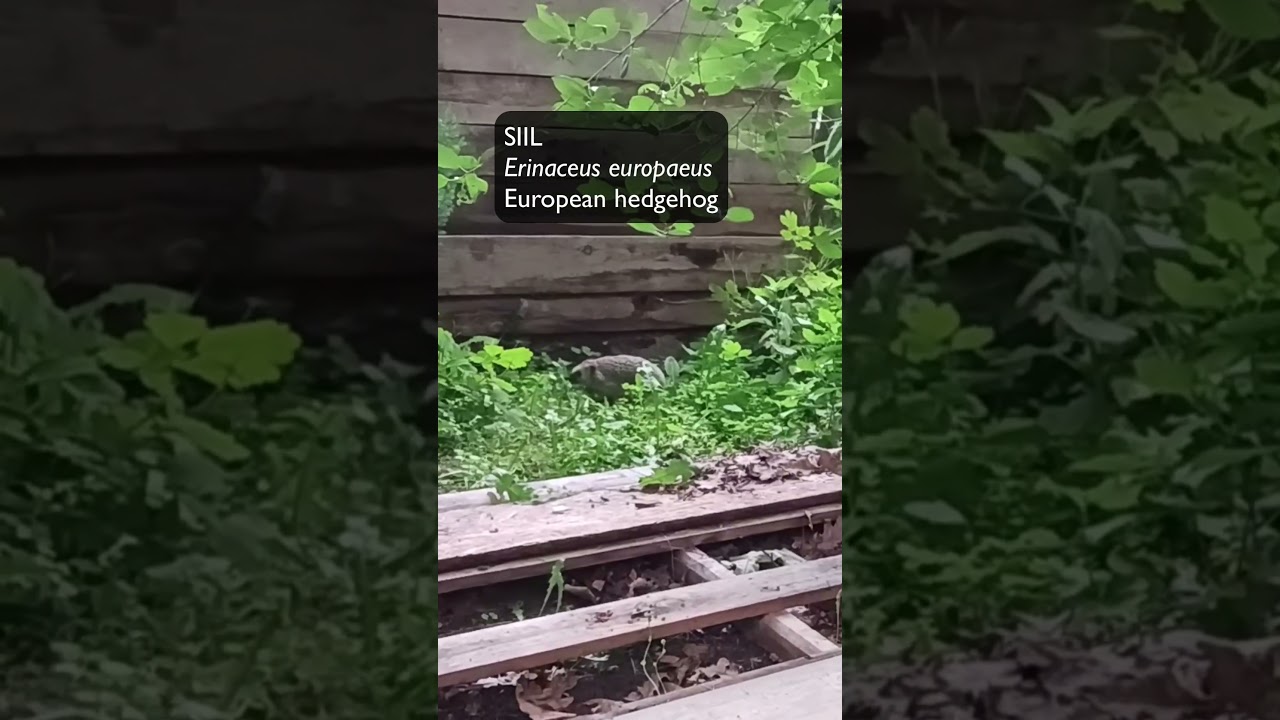 Harilik siil  (Erinaceus europaeus; European hedgehog) -  Eesti elurikkus