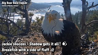 FOBBV CAM🦅Jackie Snoozes - Shadow Gets It All!🐡Breakfish With A Side Of Fluff🌿2023-04-05