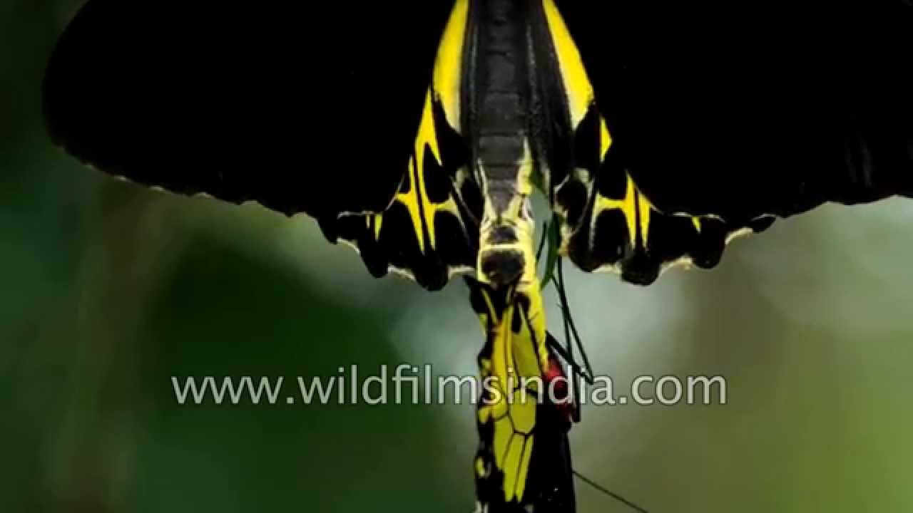 Birdwing butterflies mate in Meghalaya - rare and beautiful sight