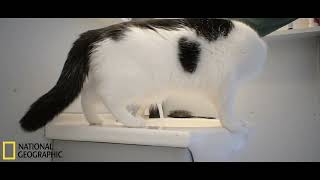 Earths Deadliest Predator