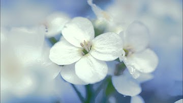 سورة النجم بصوت الشيخ محمد عوض الحرباوي - جودة عالية -