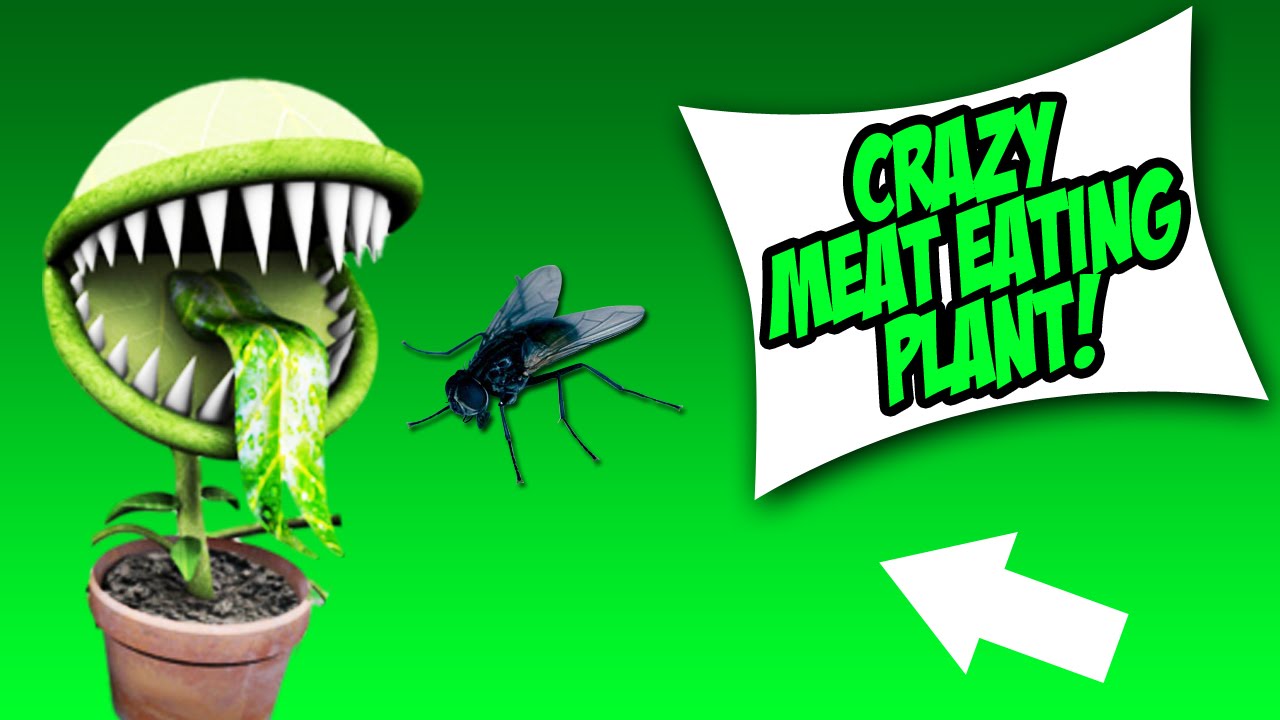 CRAZY MEAT EATING PLANT!! YouTube