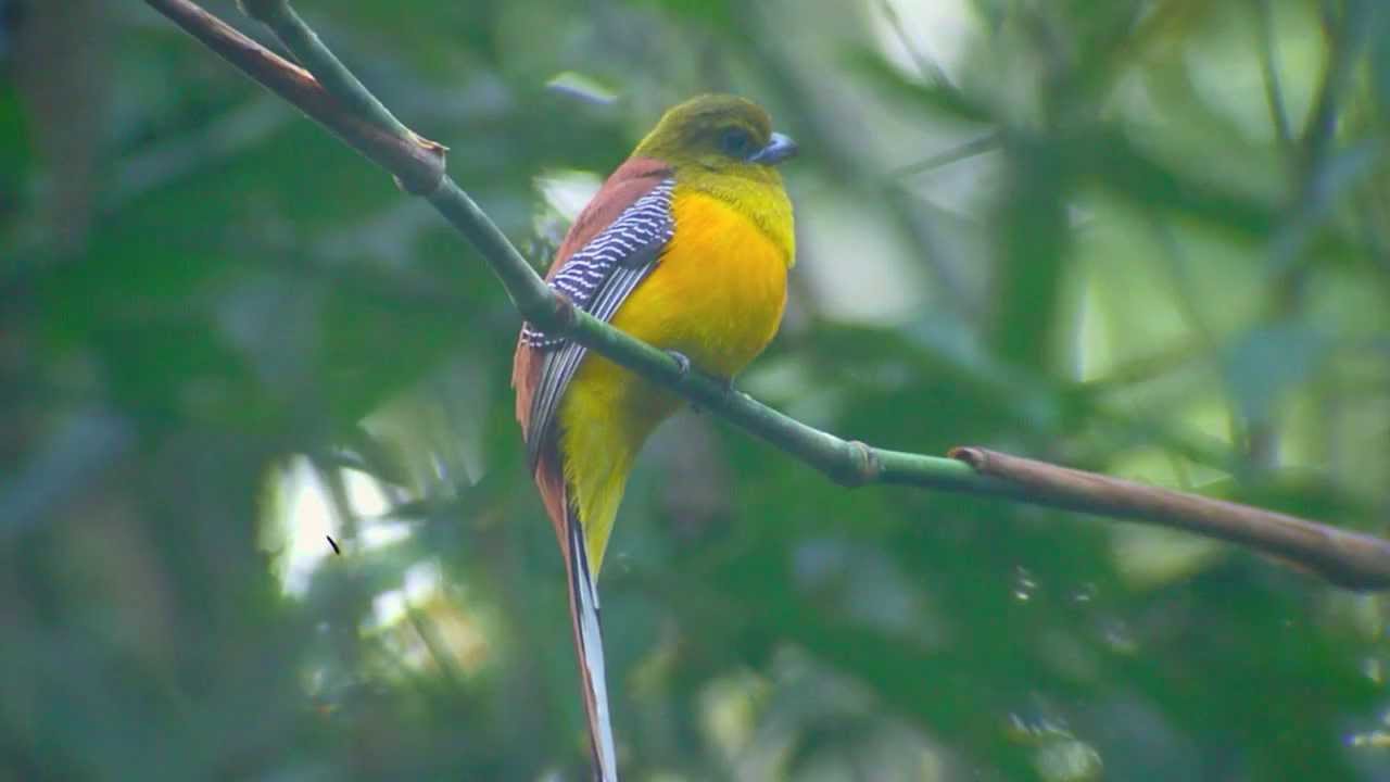Orange-breasted Trogon (Harpactes oreskios)
