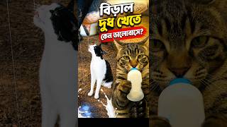 বেড়াল দুধ খেতে কেন এত ভালোবাসে? 🐱 Milk Secret! #shorts