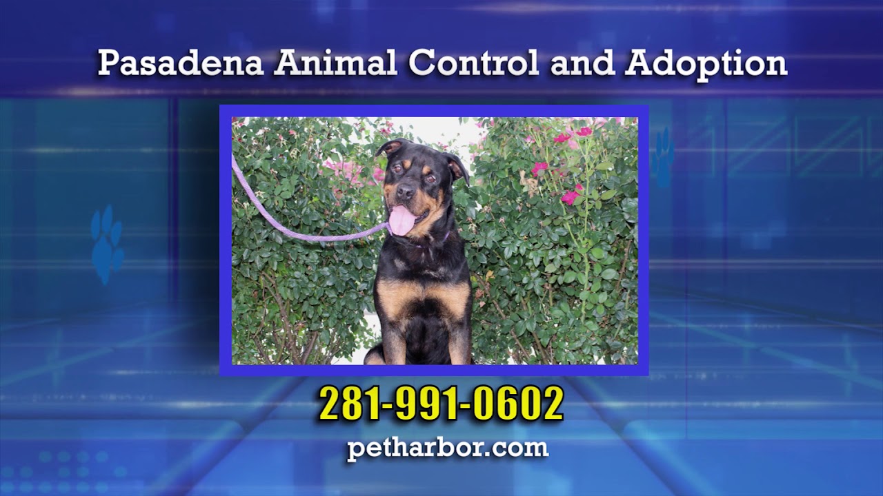 weather channel pasadena md Adopt A Pet 1123