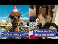 Hilariously Adorable Animals To Fill You With Cheer This Christmas (NEW) | Happy And Fun