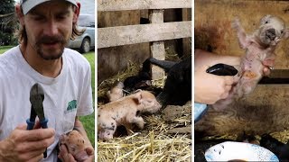 First 3 Things We Did With Our Piglets