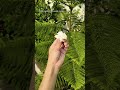 feeling a Love 💕subscribe the channel for greening plant and flowers #flowers #flowerbeauty #shorts