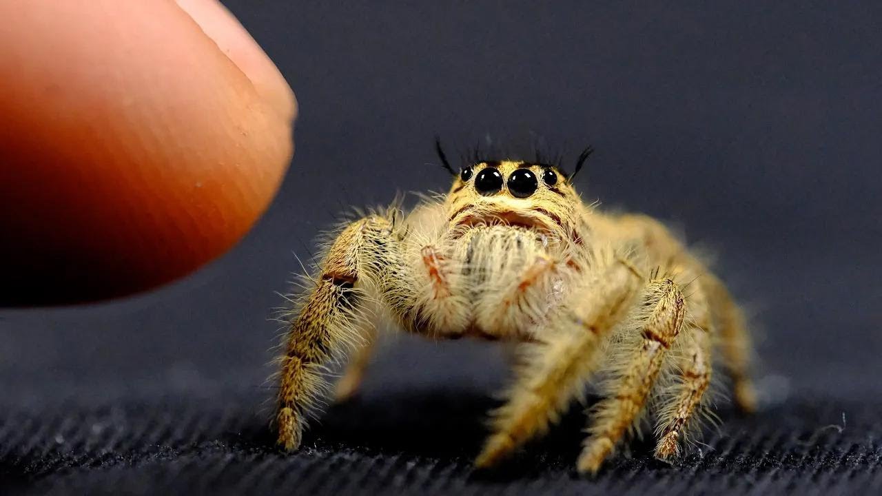Breeding the World's Biggest Jumping Spider!
