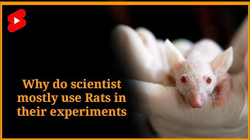 Why scientist always use Rats for their experiment||चूहों पर ही क्यों प्रयोग होता हैं #shorts #facts