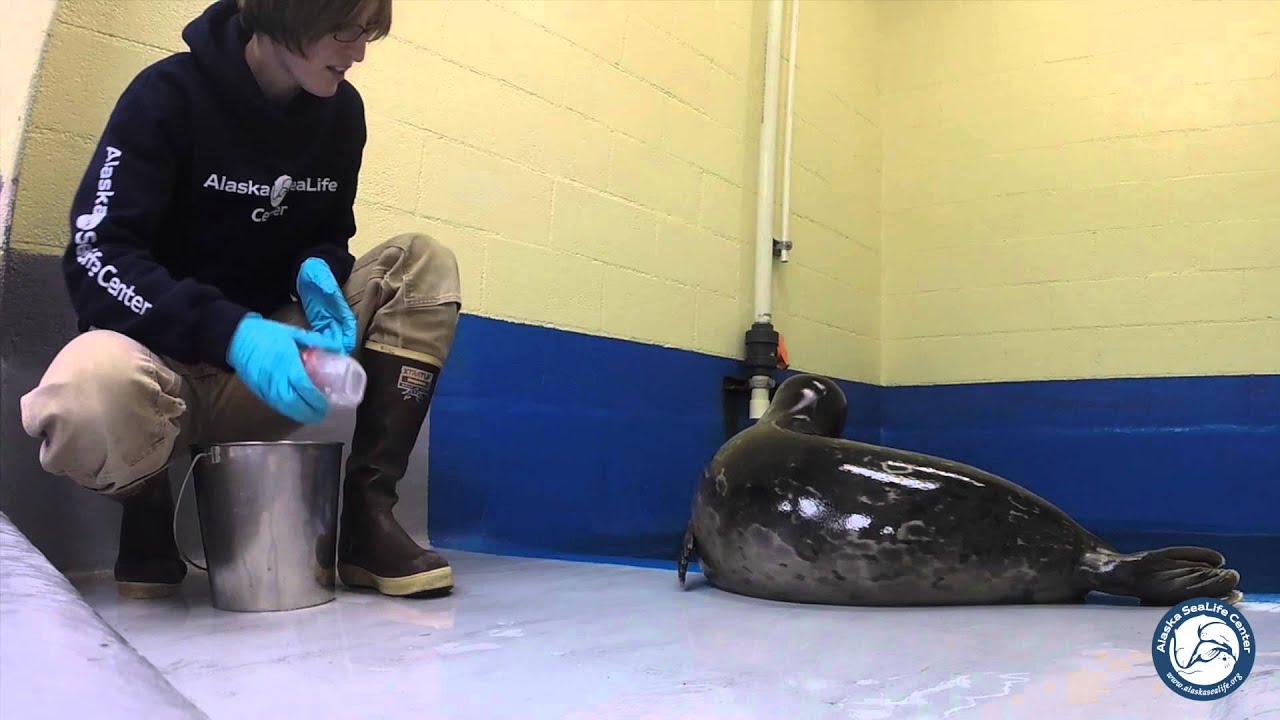 Bryce the Blind Harbor Seal