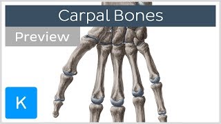Carpal (Wrist) bones (preview) - Human Anatomy | Kenhub