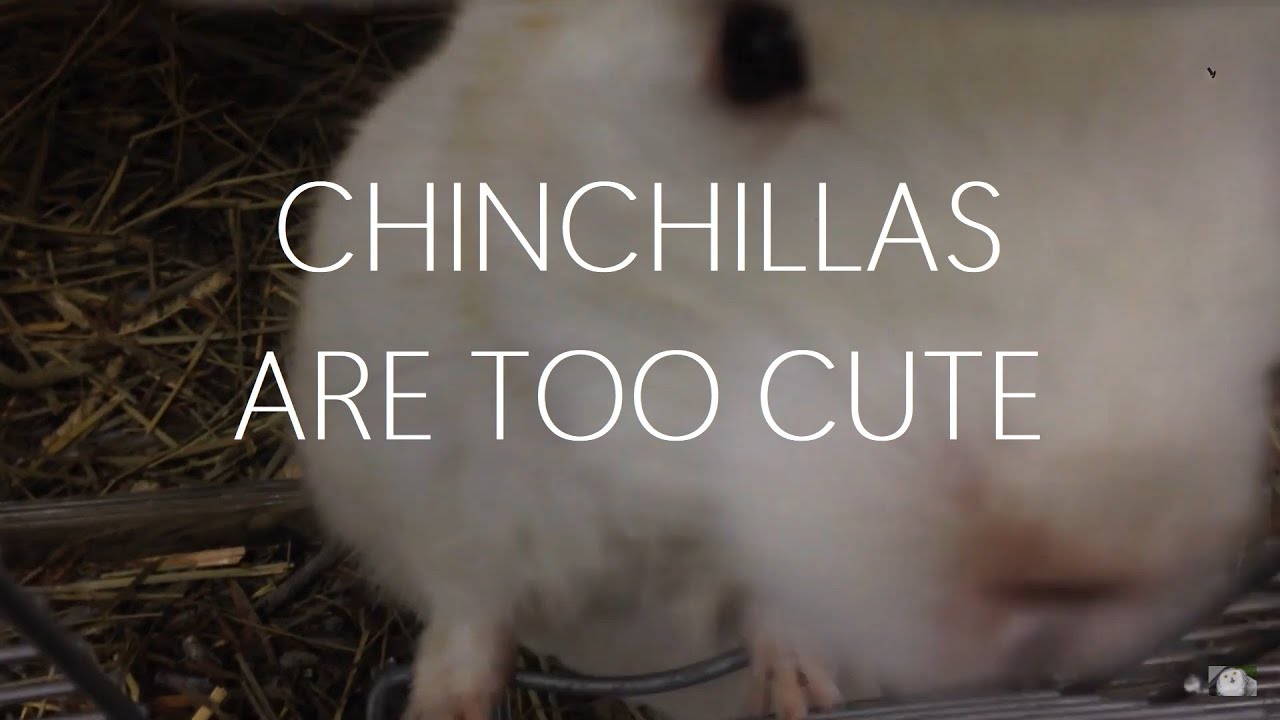Adorable chinchillas out and about!! Hopping and popping! YouTube
