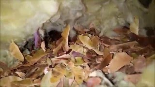 Mouse Damage to Insulation