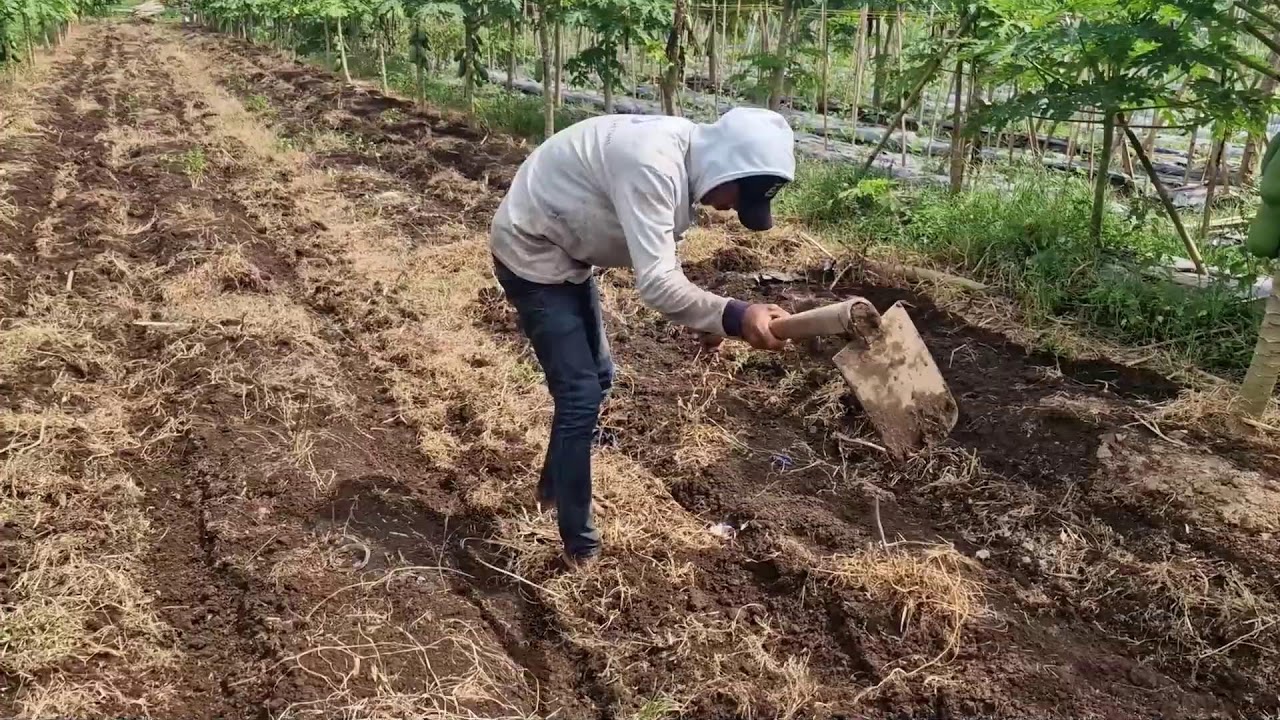 HIGHLY EFFICIENT FARMING TOOLS TO PREPARE PLANTING LAND FAST AND EASY! -Agriculture Farming