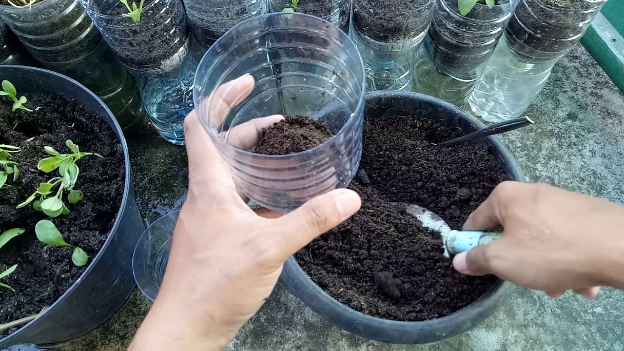 cara membuat pot  dari bekas  botol  air mineral YouTube