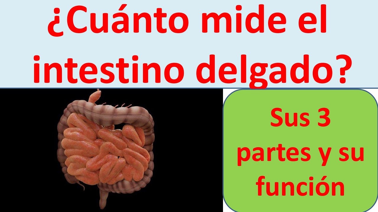 Parte central intestino delgado