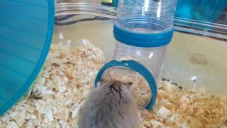 Hamster Mignon Cute