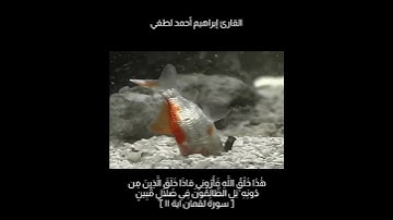 تلاوة جميلة من سورة لقمان (هذا خلق الله)