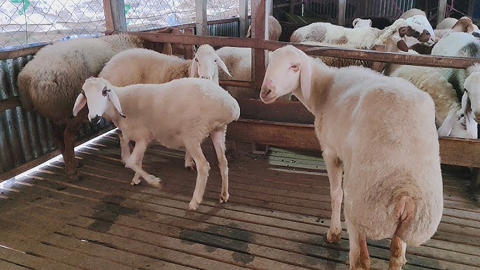 Muravlenko qizlar porno