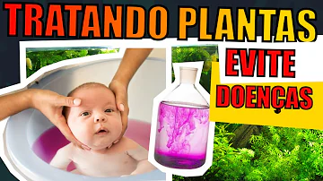 Como tratar plantas antes de colocar no aquário?