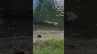 Gator grabs a dead Opossum