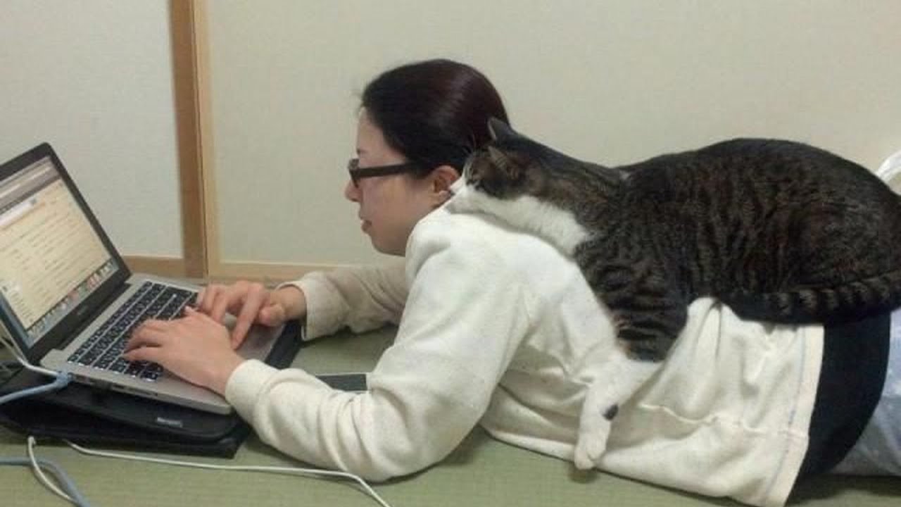 The Funniest Cat Videos 🐱 Try Not To Laugh Part 4