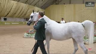 N.139 EVETT MAGIC - GCAT Americas Scottsdale 2026 - Senior Mares (Class 3B)