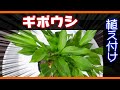 【ガーデニング】ギボウシ（ホスタ）の植え替え