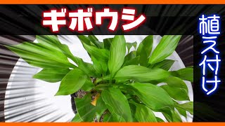 【ガーデニング】ギボウシ（ホスタ）の植え替え