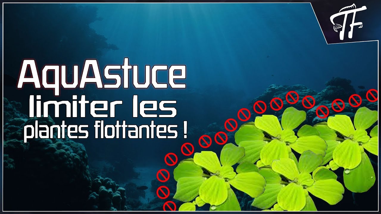 Aquastuce  Limiter les plantes flottantes en aquarium ! 