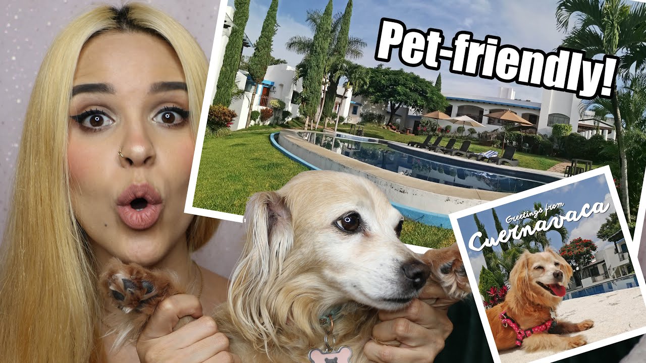 Un Hotel Realmente Pet Friendly En Cuernavaca│¡Me encantó! YouTube