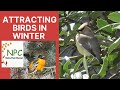 Attracting birds to your yard in winter