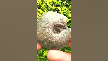 Here’s an outstanding example of a Frechiella ammonite fossil! 😍🦕 The intricate details are truly